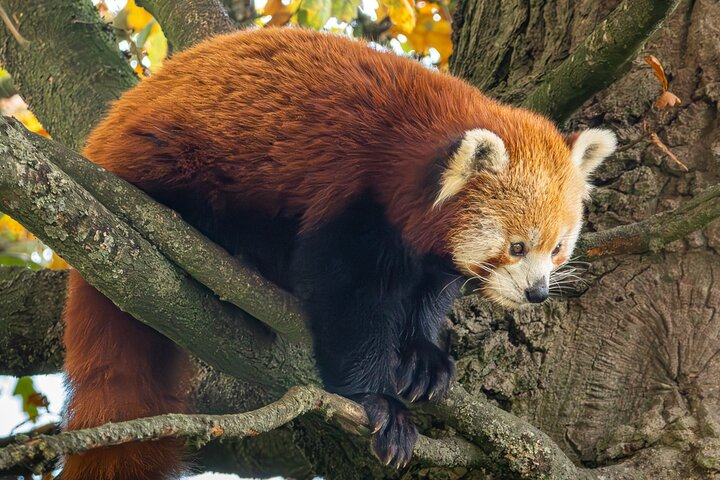 Whipsnade Zoo Tickets - Photo 1 of 4